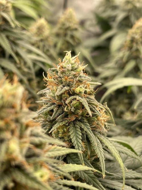 Sunset 🌅 sherbet. Week 12