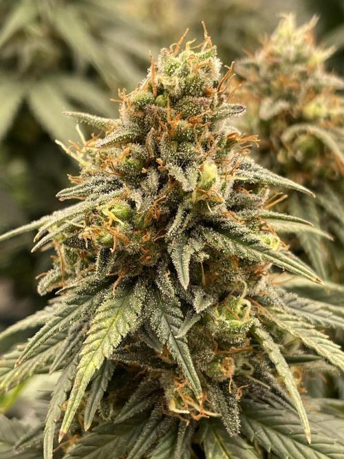 Sunset 🌅 sherbet. Week 12