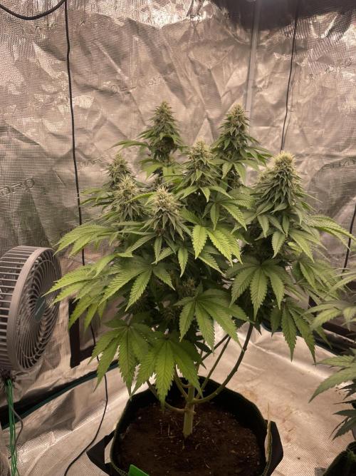 Sticky Brocoli Zamnesia+Plagron. Week 13
