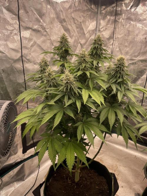 Sticky Brocoli Zamnesia+Plagron. Week 13