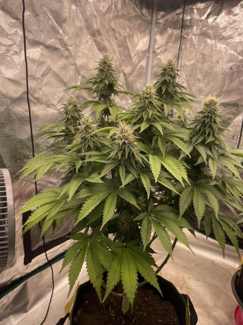 Sticky Brocoli Zamnesia+Plagron. Week 13