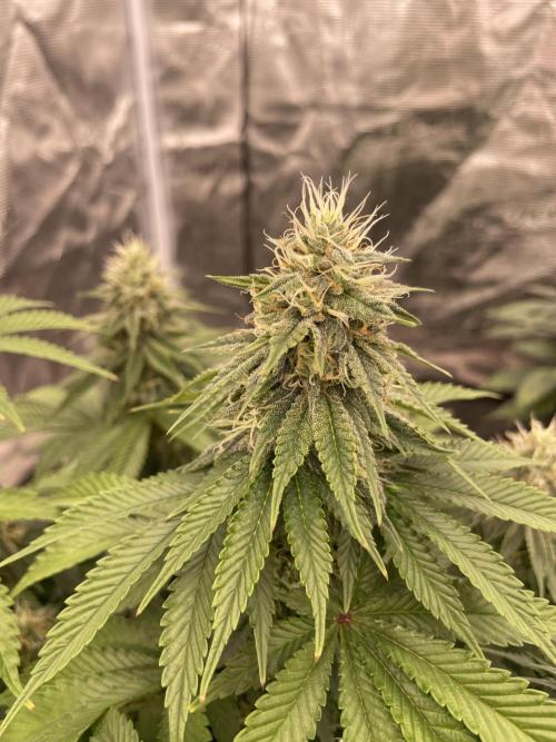 Sticky Brocoli Zamnesia+Plagron. Week 13