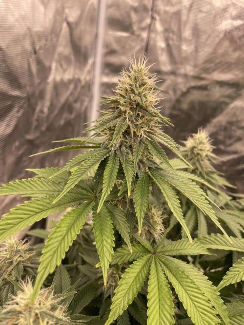 Sticky Brocoli Zamnesia+Plagron. Week 13