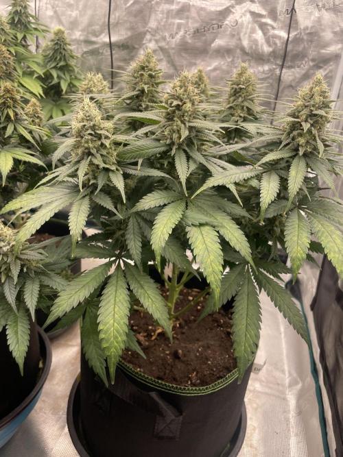 Bubble 🫧 OG gum. Week 13