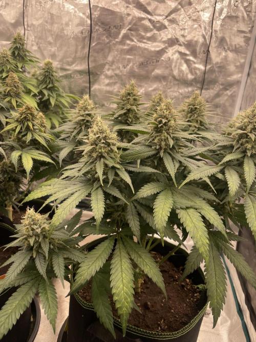 Bubble 🫧 OG gum. Week 13