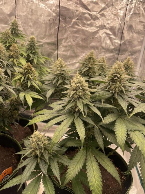 Bubble 🫧 OG gum. Week 13