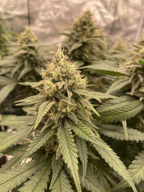 Bubble 🫧 OG gum. Week 13
