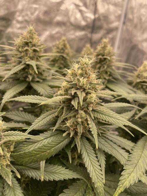 Bubble 🫧 OG gum. Week 13