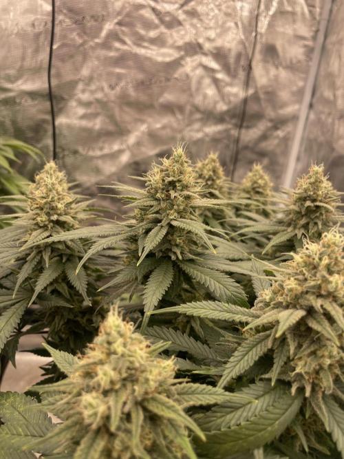 Bubble 🫧 OG gum. Week 13