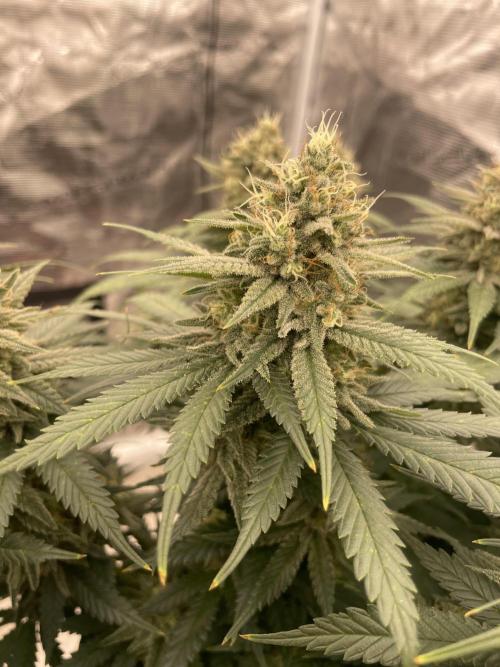 Bubble 🫧 OG gum. Week 13