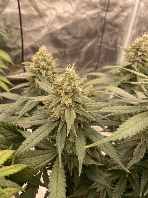 Bubble 🫧 OG gum. Week 13
