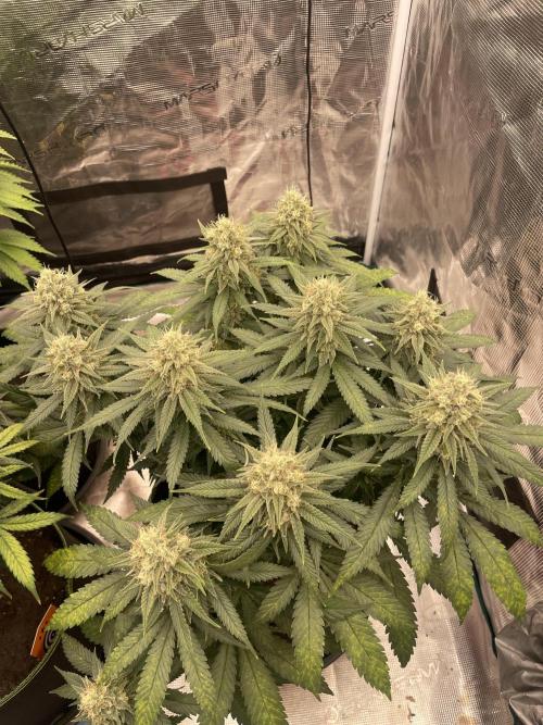 Bubble 🫧 OG gum. Week 13