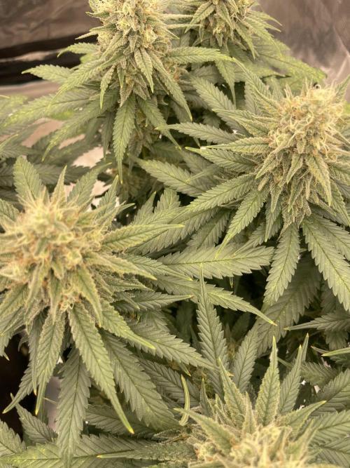 Bubble OG Gum. Week 13