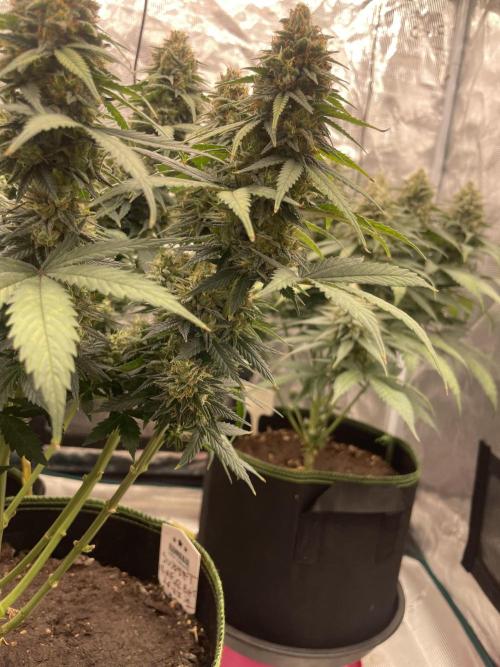 Sunset 🌅 sherbet. Week 13
