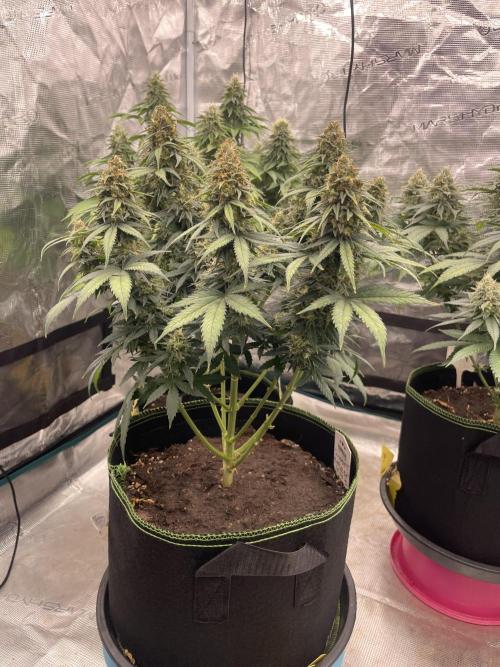 Sunset 🌅 sherbet. Week 13