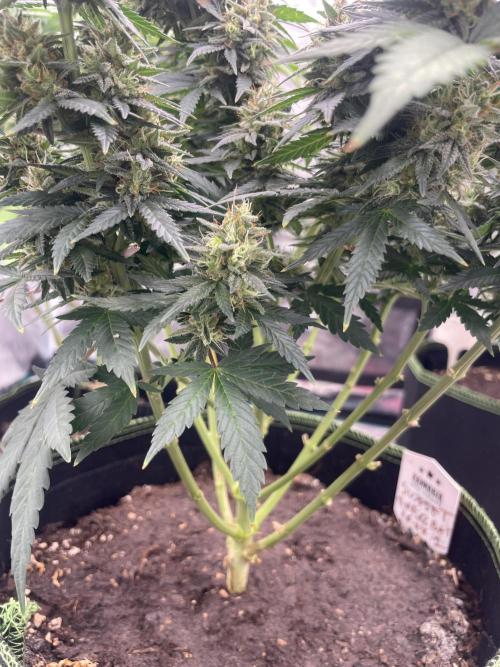 Sunset 🌅 sherbet. Week 13