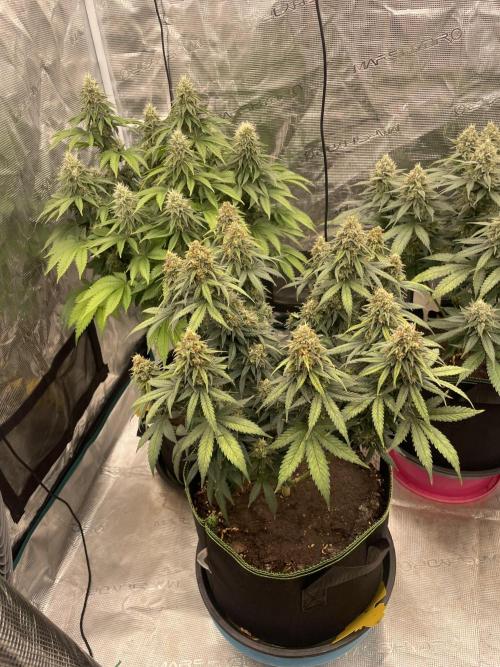 Sunset 🌅 sherbet. Week 13