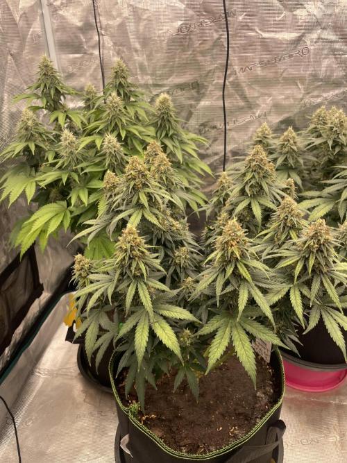 Sunset 🌅 sherbet. Week 13