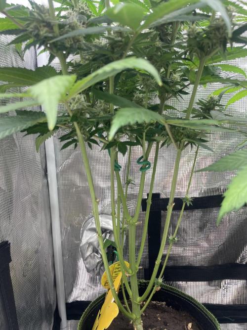 Purple Overload. Week 12