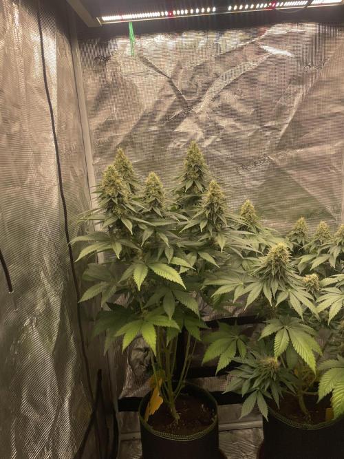 Purple Overload. Week 12