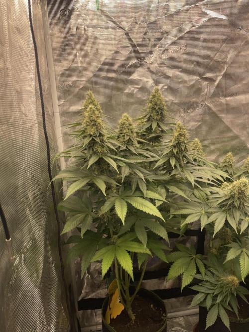 Purple Overload. Week 12
