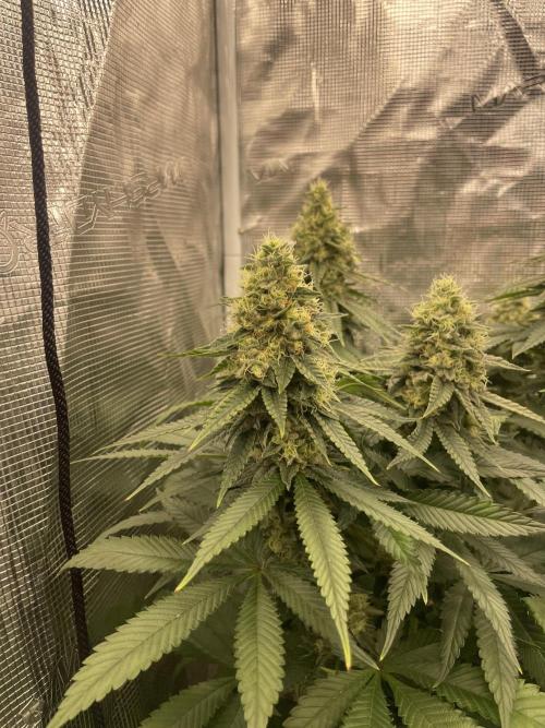 Purple Overload. Week 12