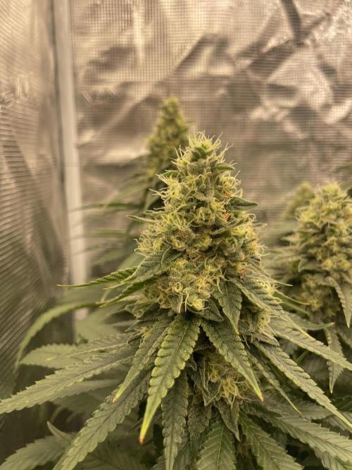 Purple Overload. Week 12
