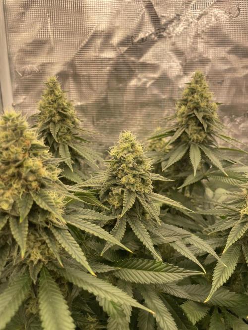Purple Overload. Week 12