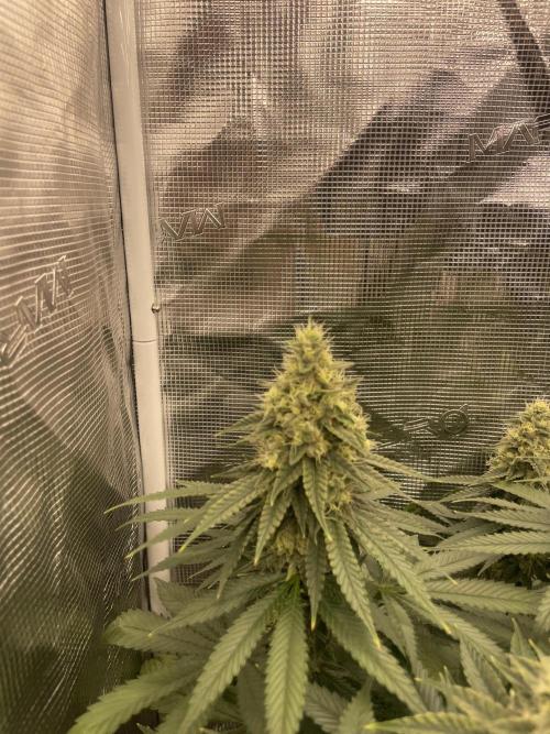 Purple Overload. Week 12