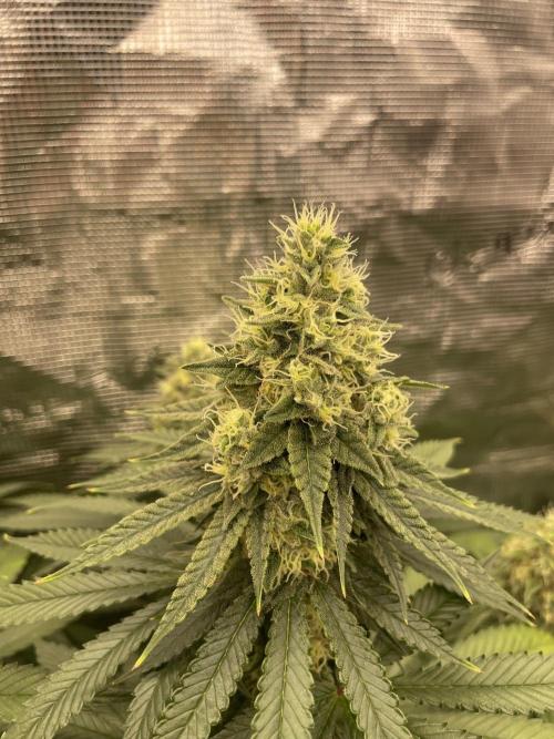 Purple Overload. Week 12