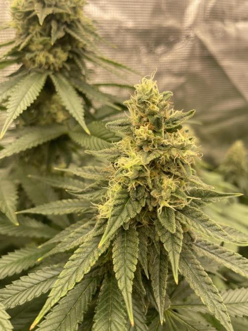 Purple Overload. Week 12
