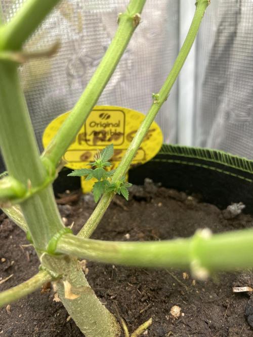 Orange ooze. Week 12