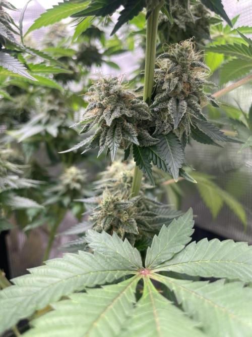 Orange ooze. Week 12