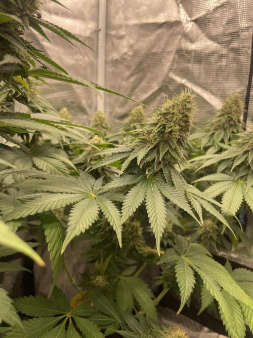 Orange ooze. Week 12