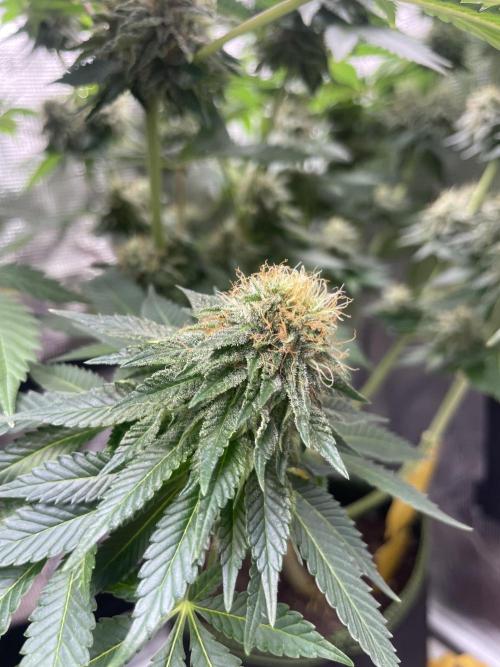 Orange ooze. Week 12