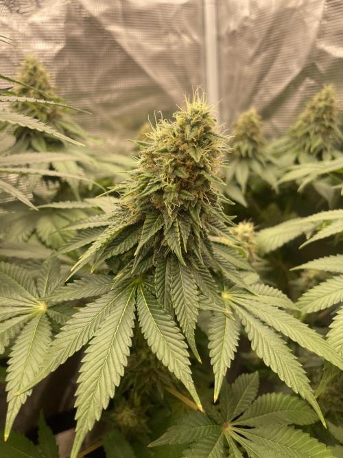 Orange ooze. Week 12