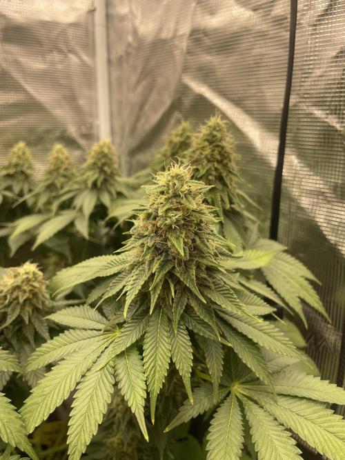 Orange ooze. Week 12