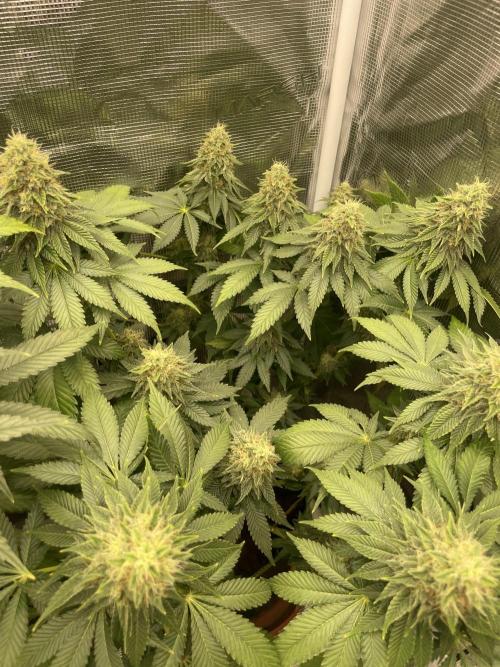 Orange ooze. Week 12