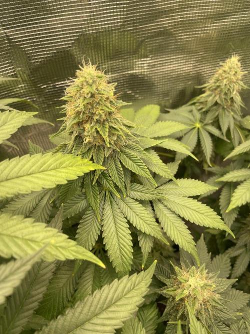 Orange ooze. Week 12