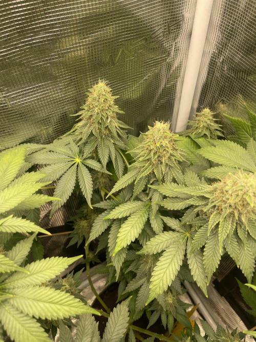 Orange ooze. Week 12