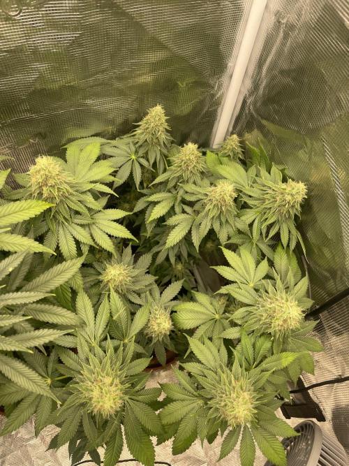 Orange ooze. Week 12