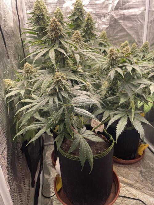 Sugar black rose 🥀. Week 12
