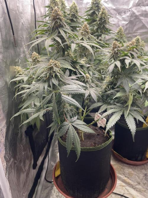 Sugar black rose 🥀. Week 12