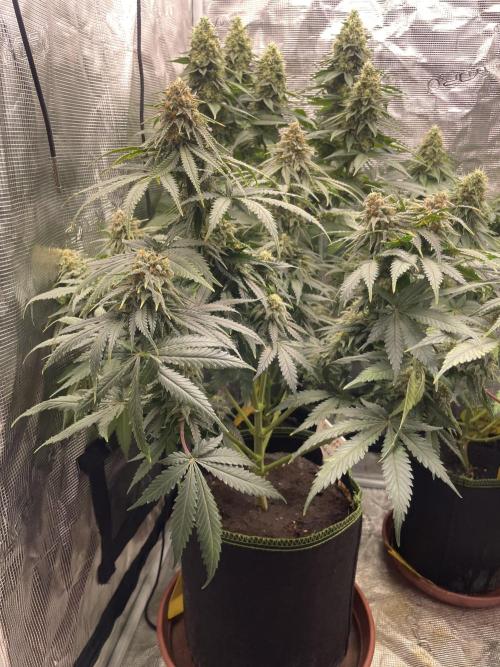 Sugar black rose 🥀. Week 12