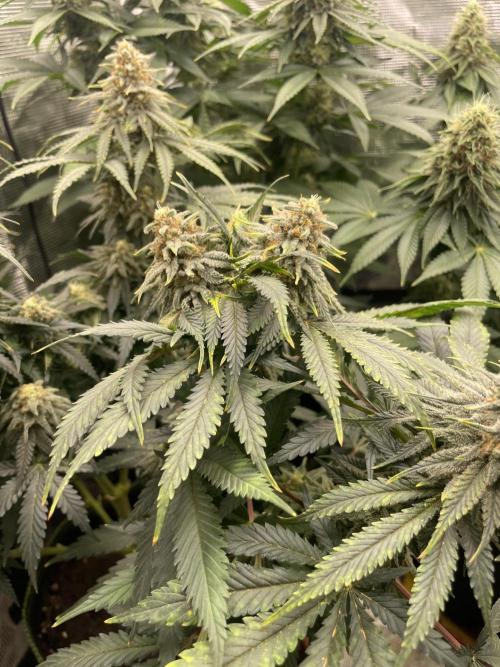 Sugar black rose 🥀. Week 12