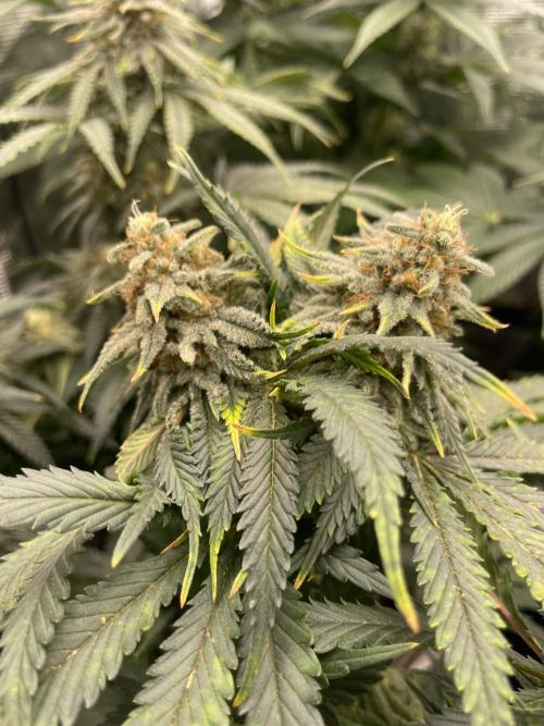 Sugar black rose 🥀. Week 12