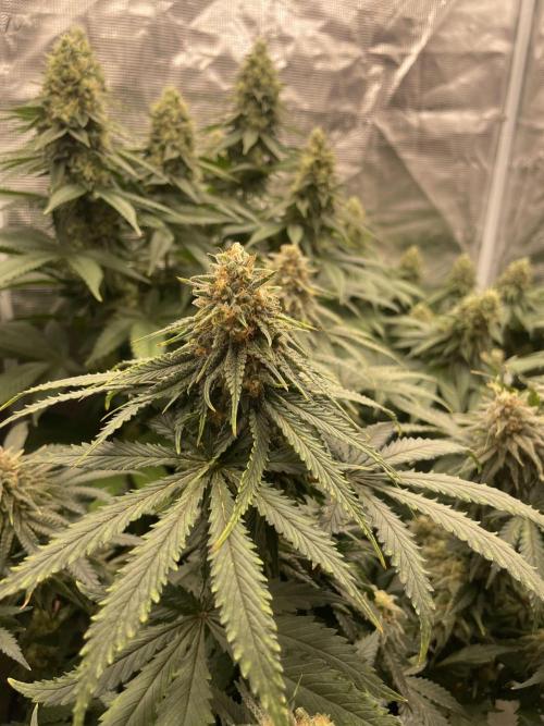 Sugar black rose 🥀. Week 12