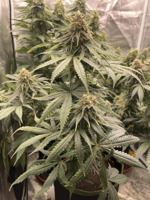Sugar black rose 🥀. Week 12