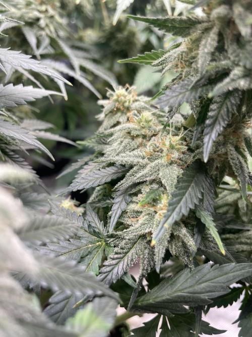 Sugar black rose 🥀. Week 12
