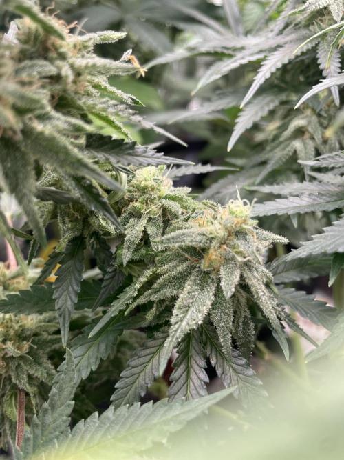 Sugar black rose 🥀. Week 12